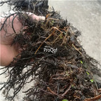 18usd Ngryise 10Pcs A Set Pteridium aquilinum bulb