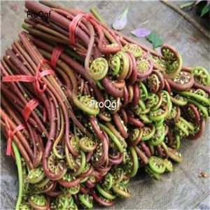 18usd Ngryise 10Pcs A Set Pteridium aquilinum bulb