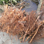 19usd plant Ngryise 3Pcs A Set Phyllostachys heterocycla nanzhu