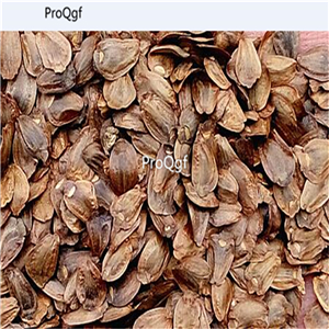 19usd ngryise 3000pcs    Cunninghmia konishii  seed