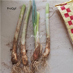 15usd Ngryise 10Pcs A set Allium fisulosum viviparum Makino bulb