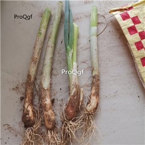 15usd Ngryise 10Pcs A set Allium fisulosum viviparum Makino bulb