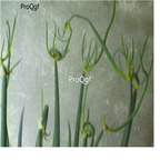 19usd Ngryise 500Pcs A set Allium fisulosum viviparum Makino seed