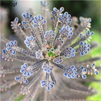 19usd Ngryise 3Pcs A Set  bryophyllum pinnatum plant