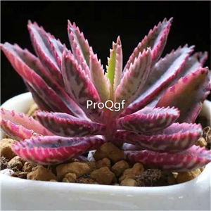 19usd Ngryise 3Pcs A Set  bryophyllum pinnatum plant