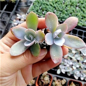 19usd Ngryise 3Pcs A Set  Echeveria cante glass mendoza plant