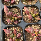 19usd Ngryise 3Pcs A Set Adromischus meihualu plant