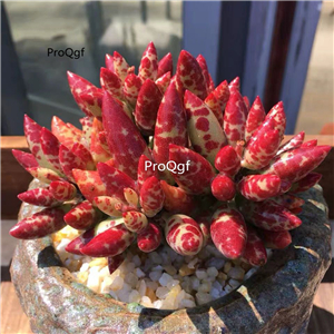 19usd Ngryise 3Pcs A Set Adromischus meihualu plant
