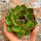 19usd Ngryise 3Pcs A Set Echeveria Puli lindsayana plant