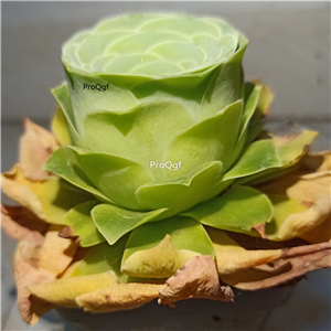 19usd Ngryise 3Pcs A Set greenovia shandimeigui plant