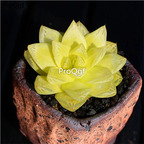 19usd Ngryise 3Pcs A Set haworthia huangjin yulu plant
