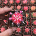 35usd Ngryise 5Pcs A Set Gymnocalycium plant