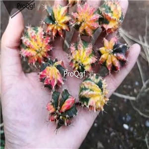 35usd Ngryise 5Pcs A Set Gymnocalycium plant
