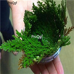 18usd Ngryise 10Pcs A Set Dried Flower Magic Resurrection Plant Never to Die Rose Of Jericho Home