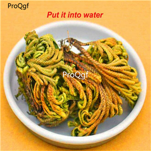 18usd Ngryise 10Pcs A Set Dried Flower Magic Resurrection Plant Never to Die Rose Of Jericho Home