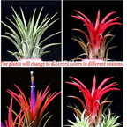 25usd Ngryise 10Pcs A Set small Creative Air Pineapple Soilless Plants
