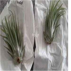 25usd Ngryise 10Pcs A Set small Creative Air Pineapple Soilless Plants