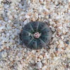 18usd Ngryise 3Pcs A Set Frailea asterioides plant