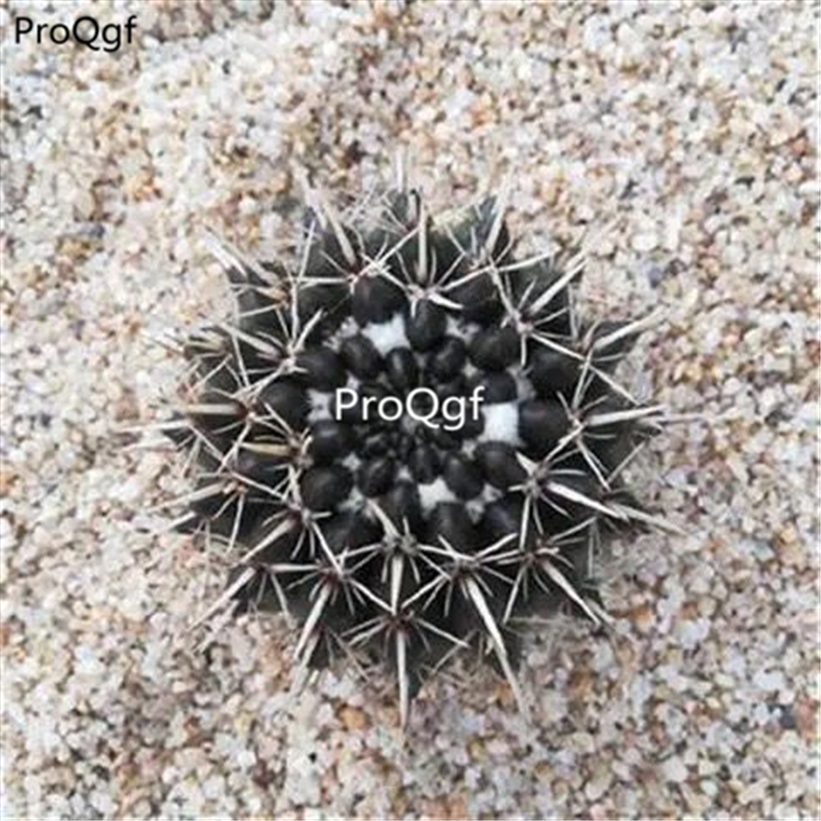 19usd Ngryise 3Pcs A Set   N.pampeanus plant