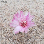 18usd Ngryise 3Pcs A Set succulent fenhehua plant