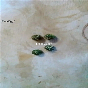 18usd Ngryise 3Pcs A Set succulent fenhehua plant