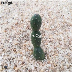 19usd Ngryise 3Pcs A Set Opuntia Fragilis plant