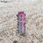 18usd ngryise 3pcs keel longgu plant