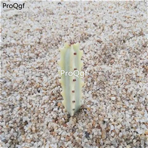 18usd ngryise 3pcs keel longgu plant