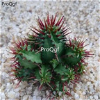 18usd ngryise 3pcs Euphorbia aggregata plant