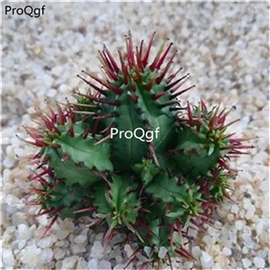 18usd ngryise 3pcs Euphorbia aggregata plant