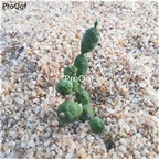 18usd Ngryise 3Pcs A Set succulent yulingbao plant