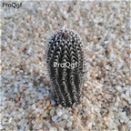 19usd Ngryise 3Pcs A Set Tavaresia angolensis plant