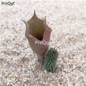 19usd Ngryise 3Pcs A Set Tavaresia angolensis plant