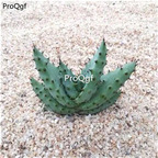 19usd ngryise 3pcs Aloe marlothii guiqieluhui plant