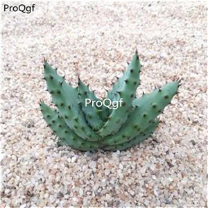 19usd ngryise 3pcs Aloe marlothii guiqieluhui plant
