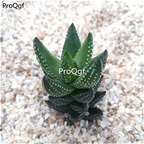 19usd ngryise 3pcs Haworthiopsis coarctata plant