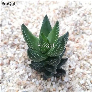 19usd ngryise 3pcs Haworthiopsis coarctata plant