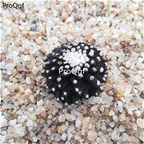 19usd Ngryise 2Pcs A Set succulent modie plant