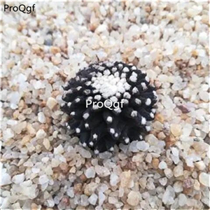 19usd Ngryise 2Pcs A Set succulent modie plant