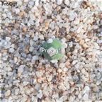 19usd Ngryise 3Pcs A Set Opuntia monacantha cituanshan plant