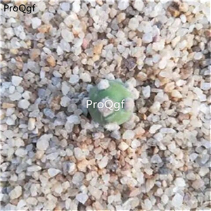 19usd Ngryise 3Pcs A Set Opuntia monacantha cituanshan plant
