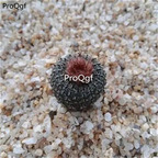 19usd ngryise 3pcs tianhuiwan Frailea asterioides plant