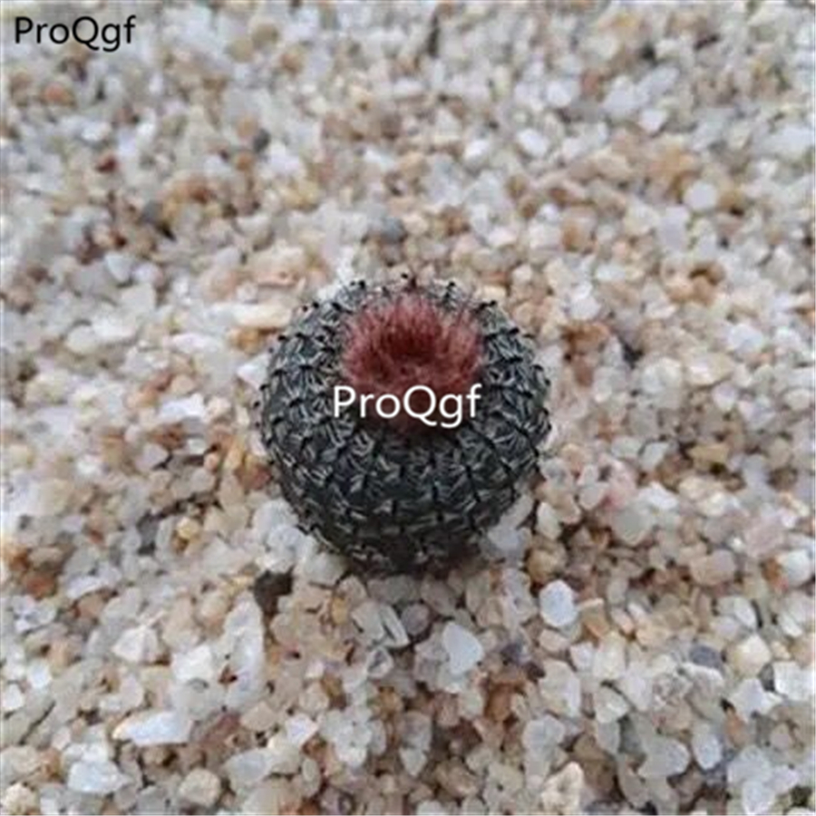19usd ngryise 3pcs tianhuiwan Frailea asterioides plant
