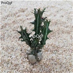 Ngryise 3Pcs A Set Euphorbia knuthii gounuzi plant