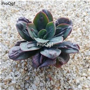 19usd ngryise 3pcs Echeveria Baron Bold plant