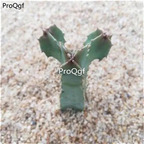 19usd ngryise 3pcs Whitesloanea crassa plant