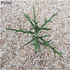 19usd ngryise 3pcs   Euphorbia stenoclada  plant
