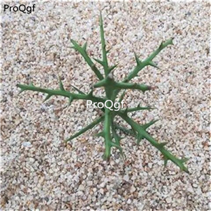 19usd ngryise 3pcs   Euphorbia stenoclada  plant