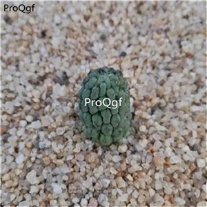 19usd ngryise 2pcs Larryleachia cactiformis plant