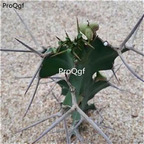 19usd ngryise 2pcs Euphorbia lemaireana plant